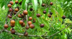 Wasnoten 3kg Met 4 Waszakjes - Zeepnoten - Natuurlijk Wassen - 4x750gr -Schoonmaakmiddelen 1200x649