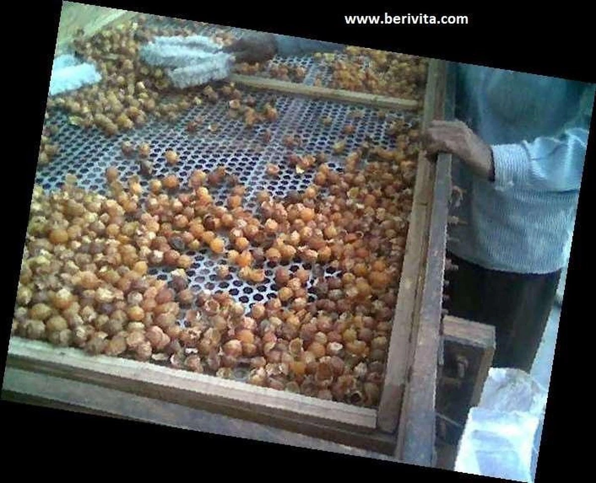 Wasnoten Start 150gr Met Waszakje - Zeepnoten - Natuurlijk Wassen 6 Wasnoten Start 150gr Met Waszakje - Zeepnoten - Natuurlijk Wassen - Afbeelding 6