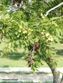 Wasnoten Start 150gr Met Waszakje - Zeepnoten - Natuurlijk Wassen 10 Wasnoten Start 150gr Met Waszakje - Zeepnoten - Natuurlijk Wassen -Schoonmaakmiddelen 920x1200